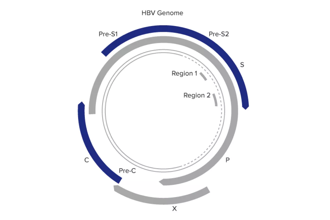 Illustratie van Aptima™ HBV Quant assay ontworpen voor zekerheid over een breed dynamisch bereik